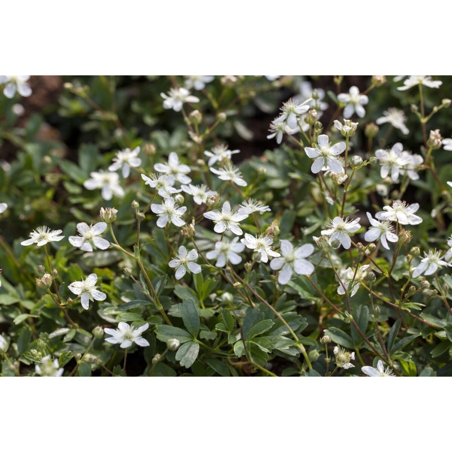 Potentilla Tridentata Nuuk Fingerkraut Ca. 9x9 cm Topf günstig online kaufen