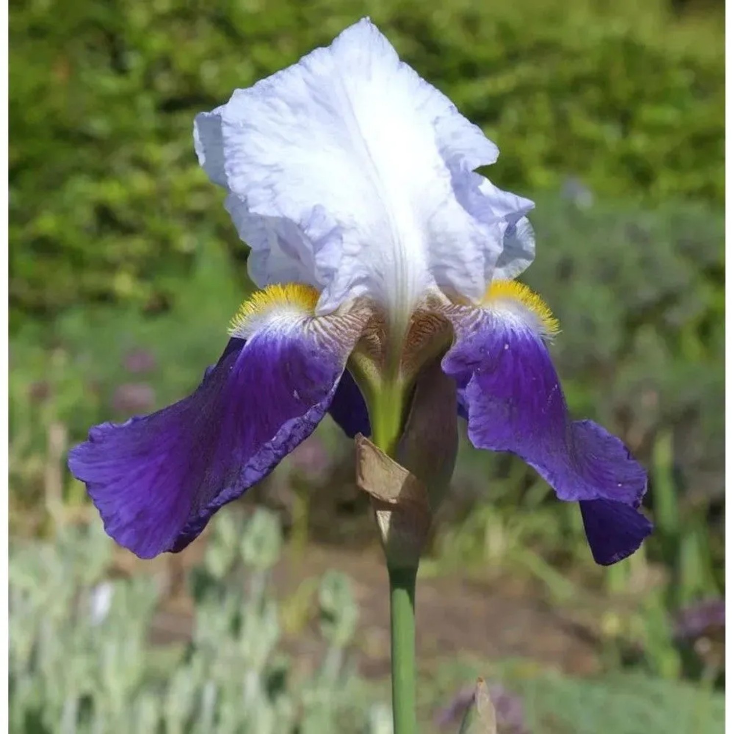 Schwertlilie Cloverdale - Iris barbata_2