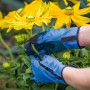 Blaue Floristikhandschuhe mit PVC-Benoppung (Größe 10) bei der Blumenpflege.