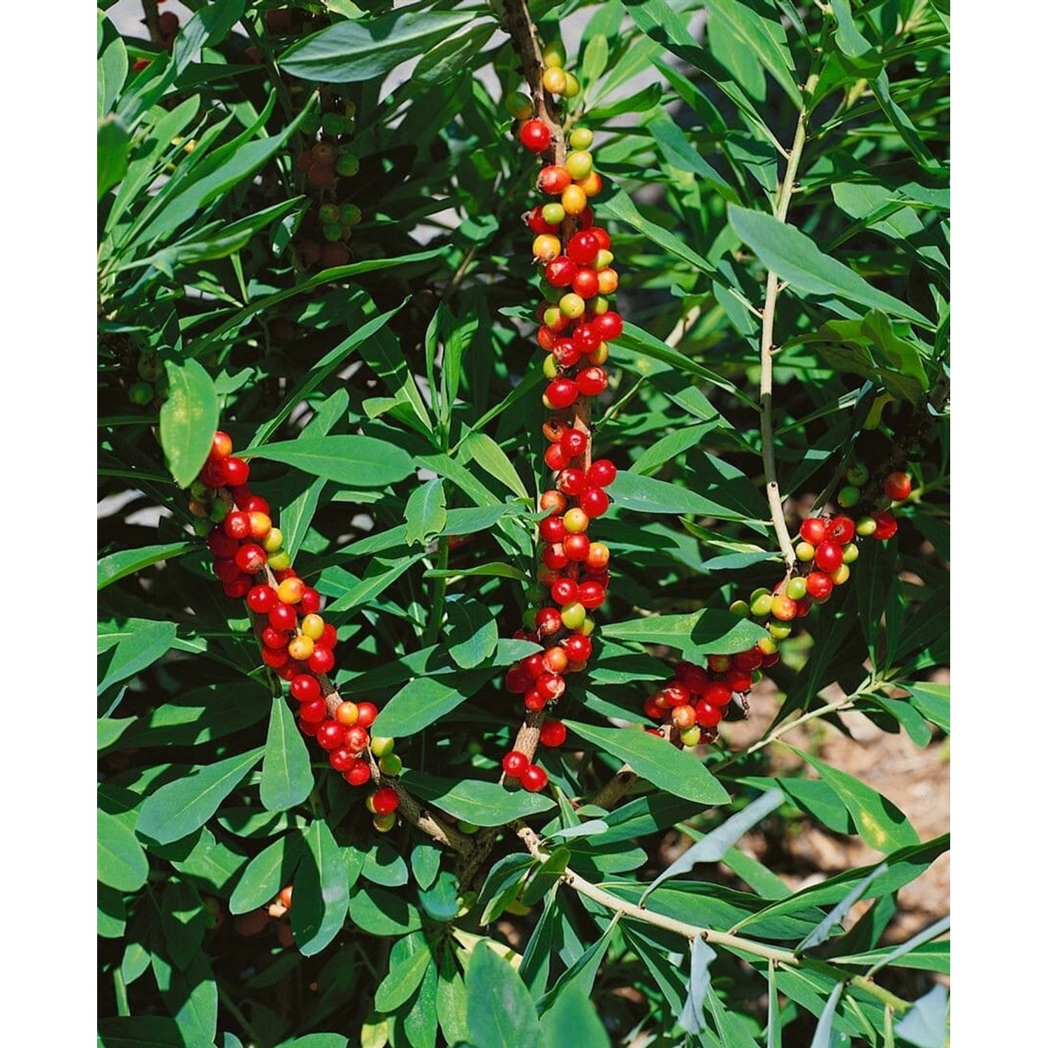 Daphne Mezereum Rubra Seidelbast Rosa Blüten 50–60 cm günstig online kaufen