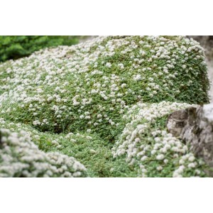Silberkraut (Paronychia kapela) als Bodendecker mit kleinen, weißen Blüten im 9x9 cm Topf.