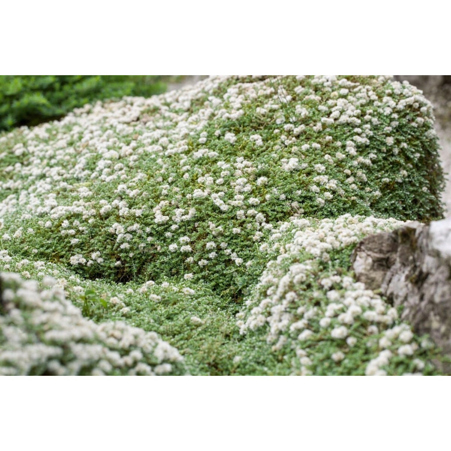 Paronychia Kapela Ssp. Serpyllifolia Silberkraut Ca. 9x9 cm Topf günstig online kaufen