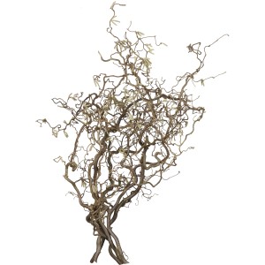 Korkenzieherhasel Contorta Zweig, ca. 80-100cm, dekorative Äste für Vasen und Gestecke.