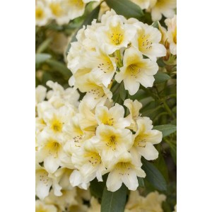Nahaufnahme des Rhododendron Yakushimanum Millenium Gold mit gelben Blüten.