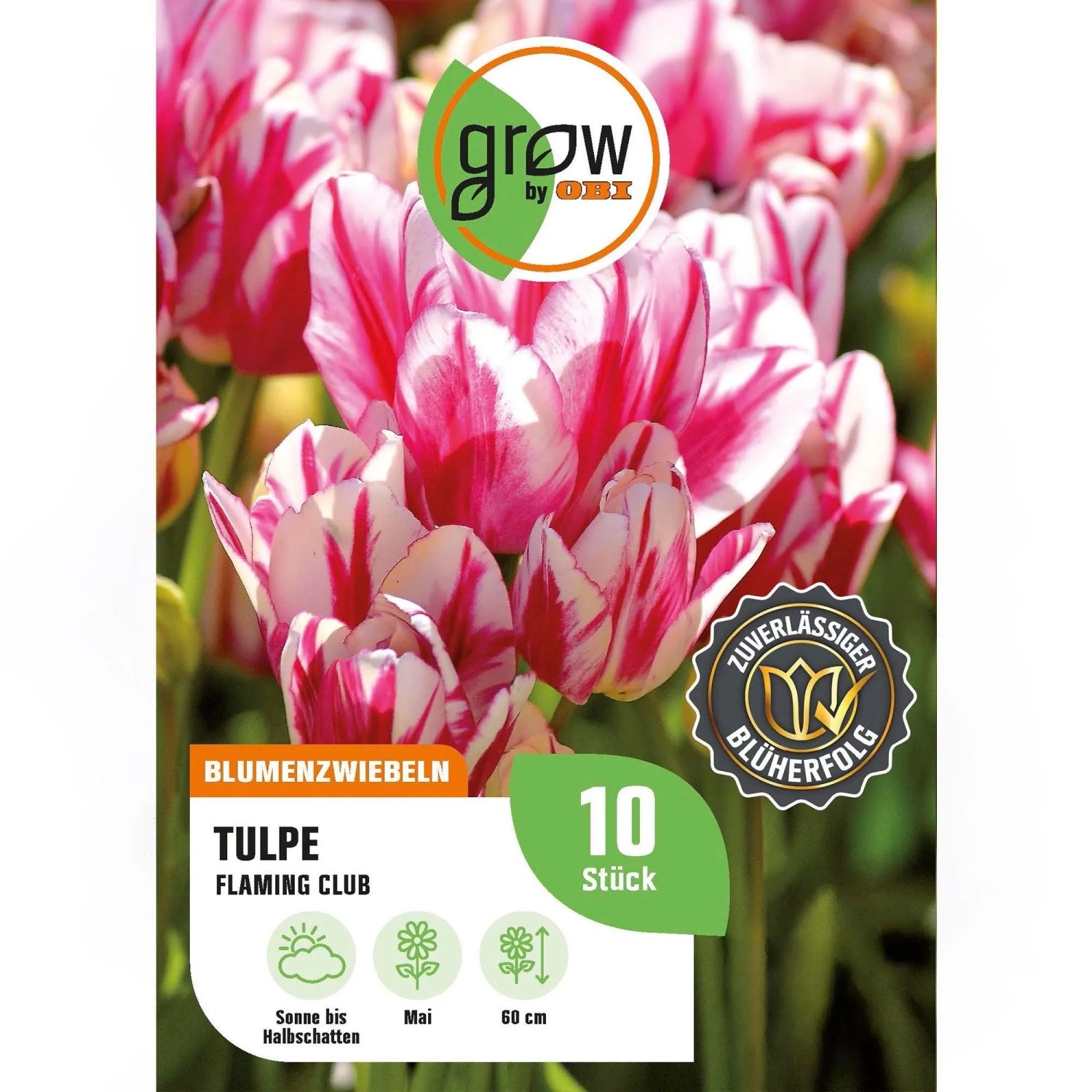 GROW by OBI Tulpe Flaming Club Rot-Weiß 8 Stück Tulipa single late Flaming Club