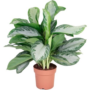 Kolbenfaden (Aglaonema) im Topf, eine dekorative Grünpflanze mit weiß-grünen Blättern.
