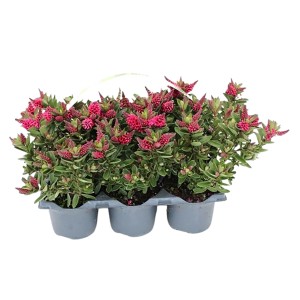 6er Tray Strauchveronika All Blooms® mit pinken Blüten im Topf (Ø 9cm), ideal für Balkon und Terrasse.