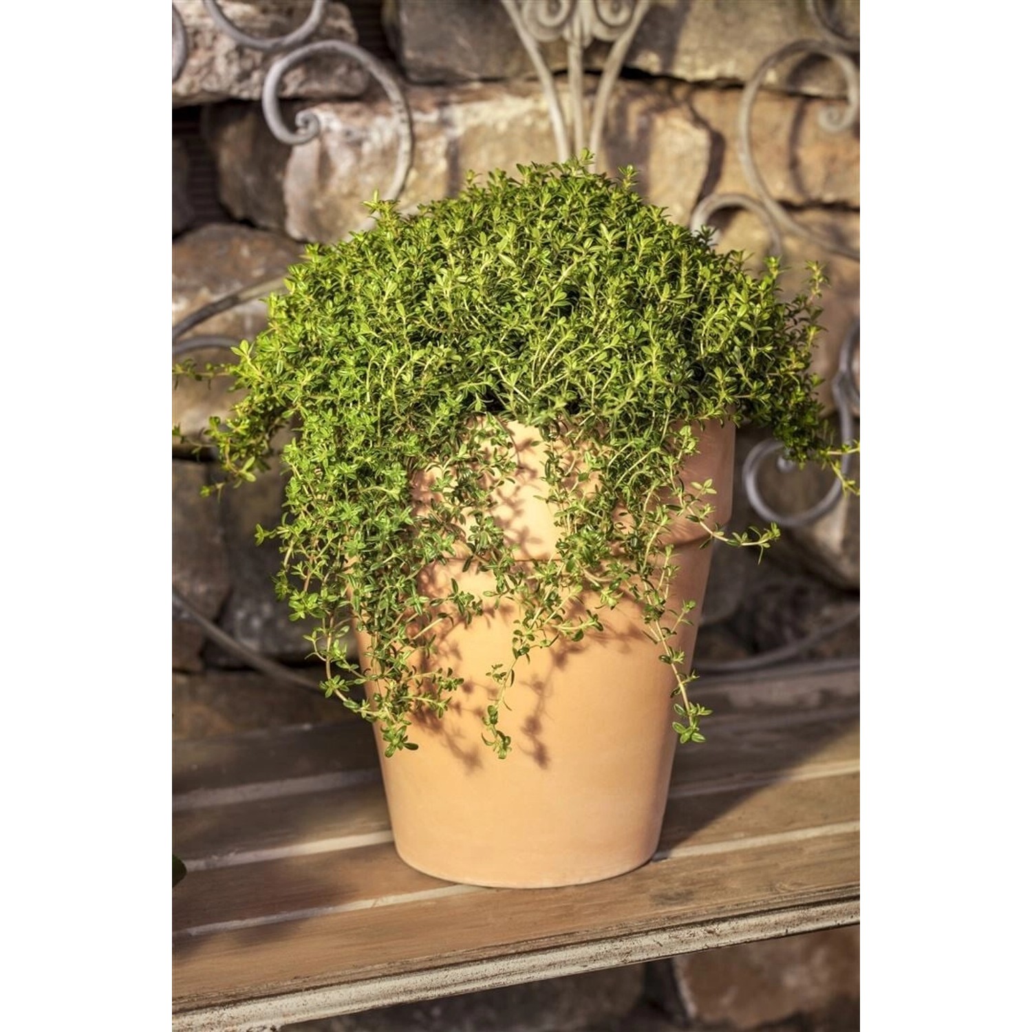 Satureja Montana Ssp.montana Bergbohnenkraut Ca. 9x9 cm Topf günstig online kaufen