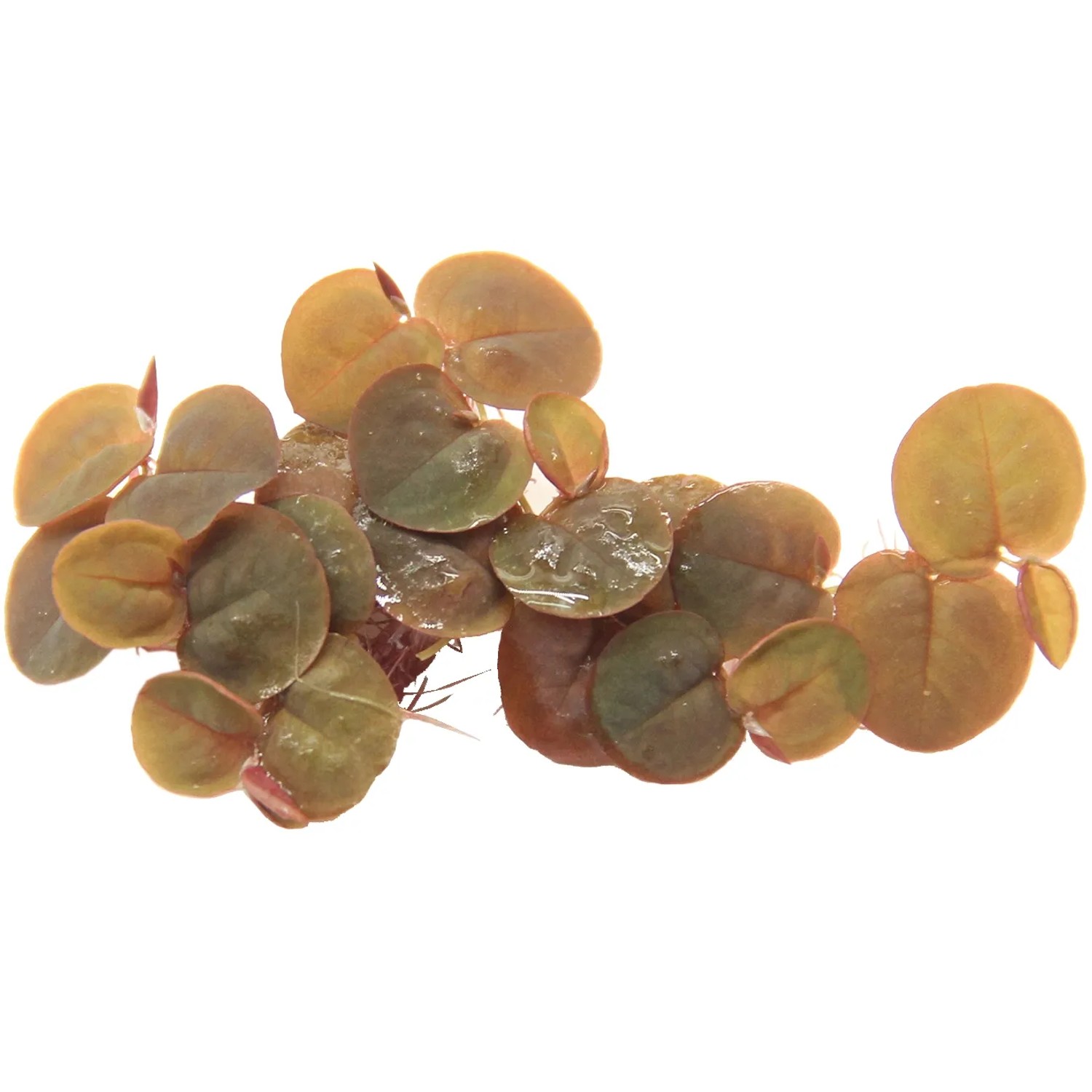 Dennerle Plants Aquariumpflanze Phyllanthus Fluitans In-Vitro mit rötlichen Blättern.