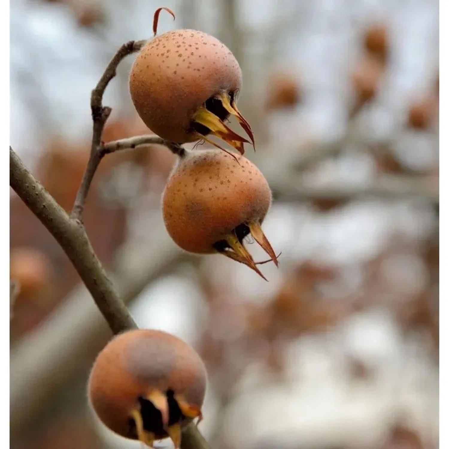Mispel 60-80cm - Mespilus germanica
