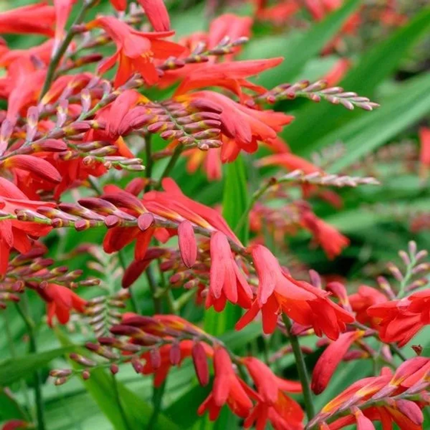 6 x Montbretie 'Emberglow' Crocosmia Topf 9cm Tiefrote Blüten