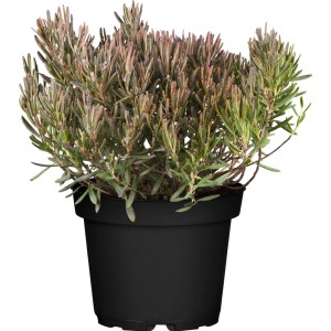 Rosmarinheide Rosa im Topf, ca. 20-30 cm hoch. Immergrüner Zwergstrauch mit rosa Blüten.