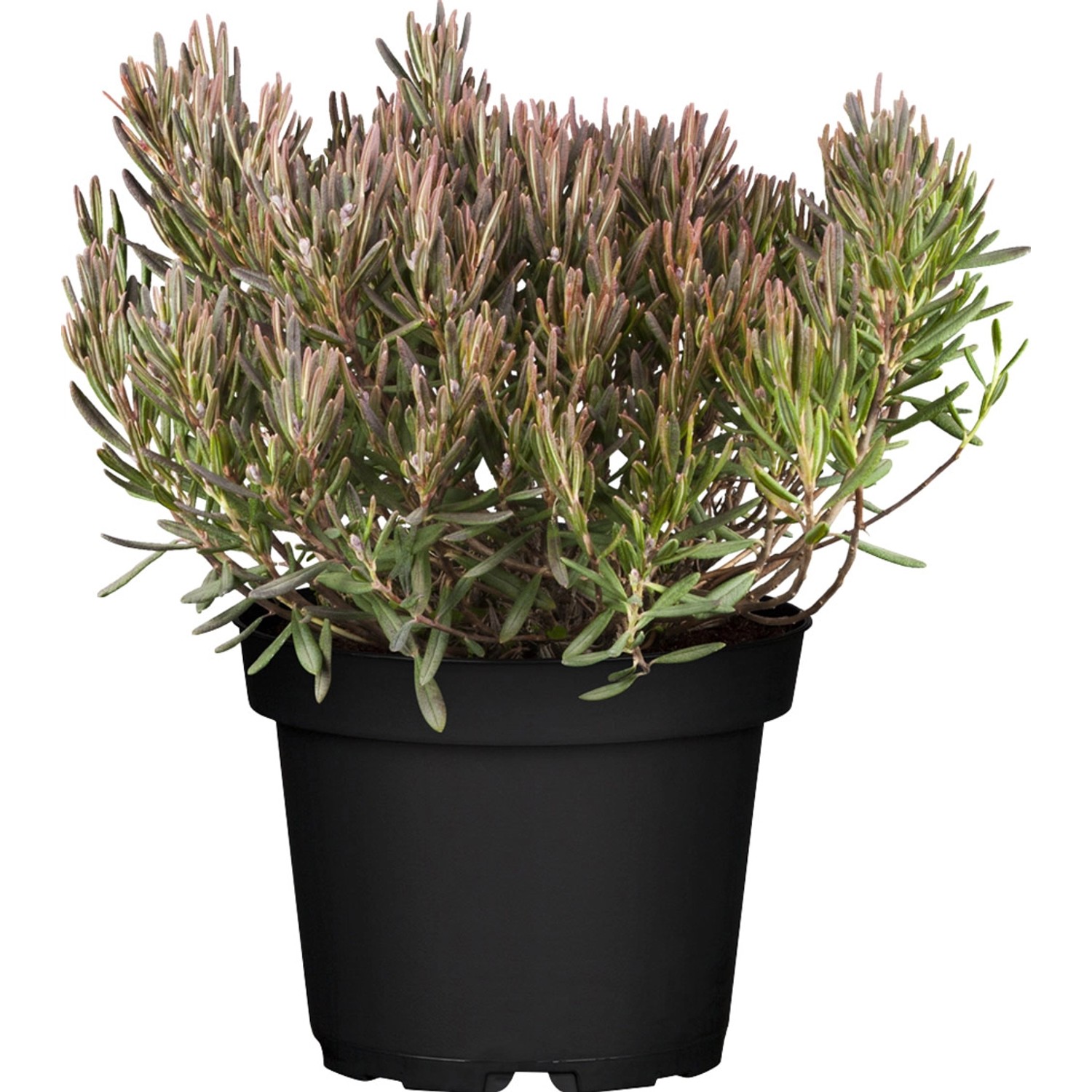 Rosmarinheide Rosa Höhe ca. 20 - 30 cm Topf ca. 2 l Andromeda