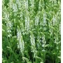 Foto von blühendem Salbei 'Adrian' (Salvia nemorosa) mit weißen Blüten im Beet.