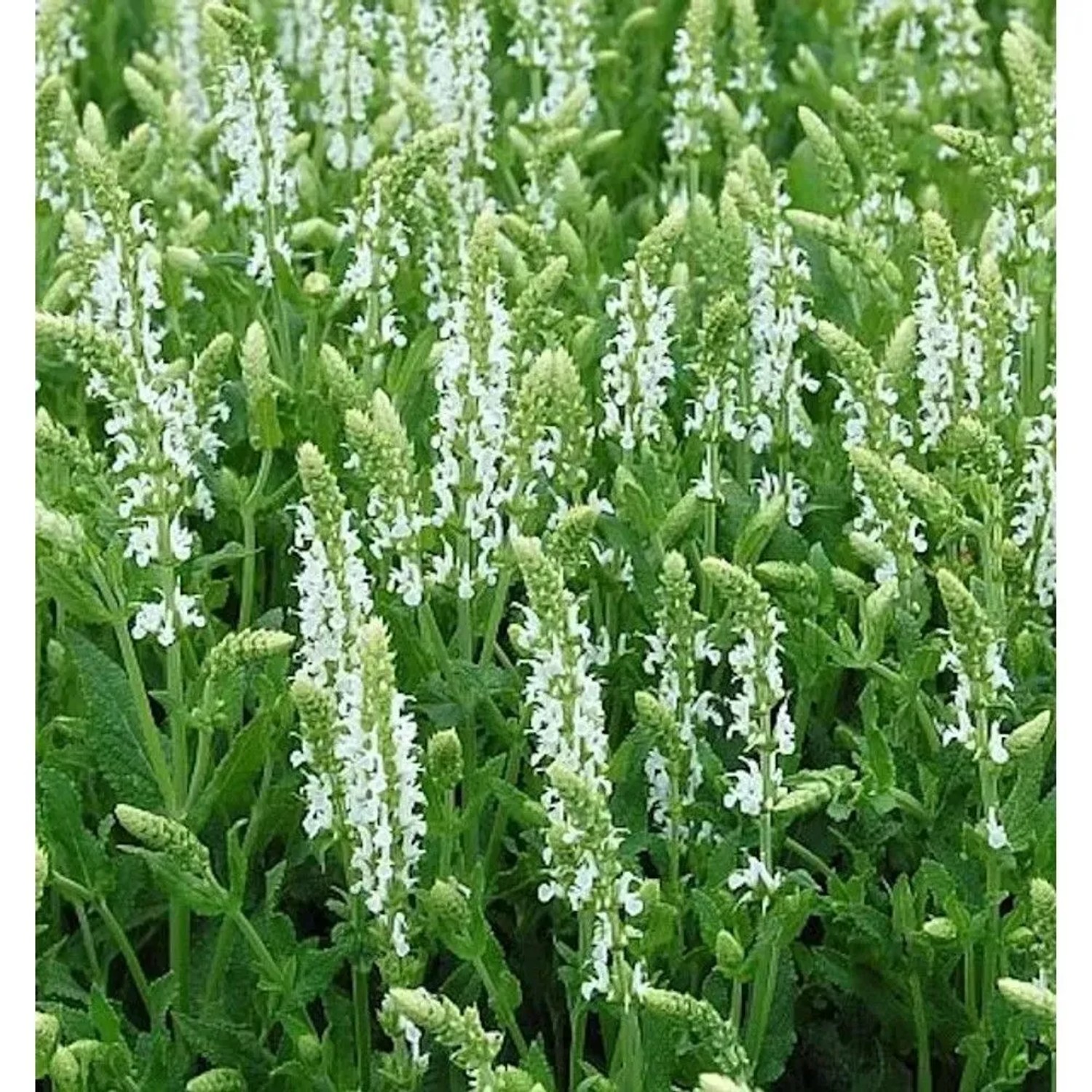 Foto von blühendem Salbei 'Adrian' (Salvia nemorosa) mit weißen Blüten im Beet.