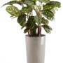 Ecopots Amsterdam Pflanztopf, halbhoch, braungrau, 50 cm, mit grüner Pflanze.
