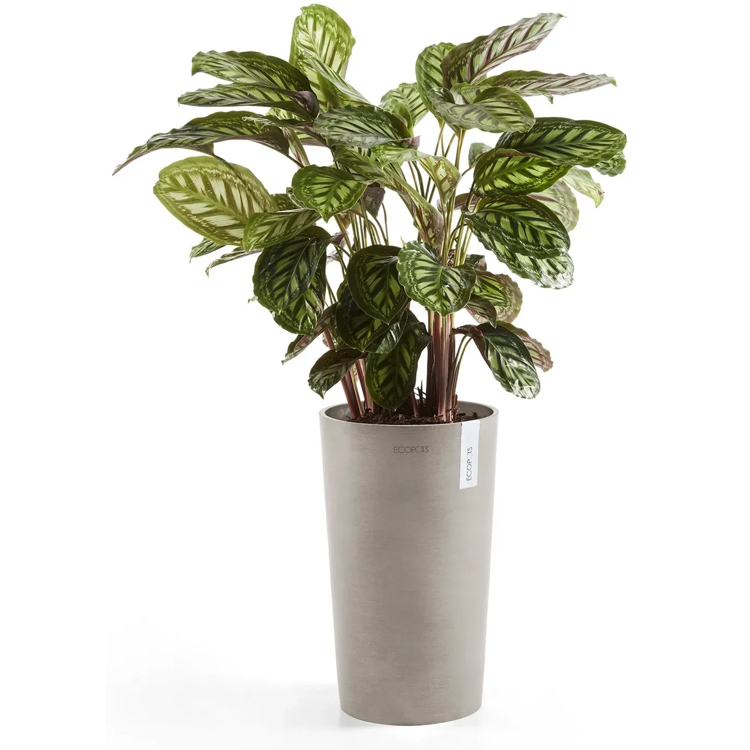 Ecopots Amsterdam Pflanztopf, halbhoch, braungrau, 50 cm, mit grüner Pflanze.
