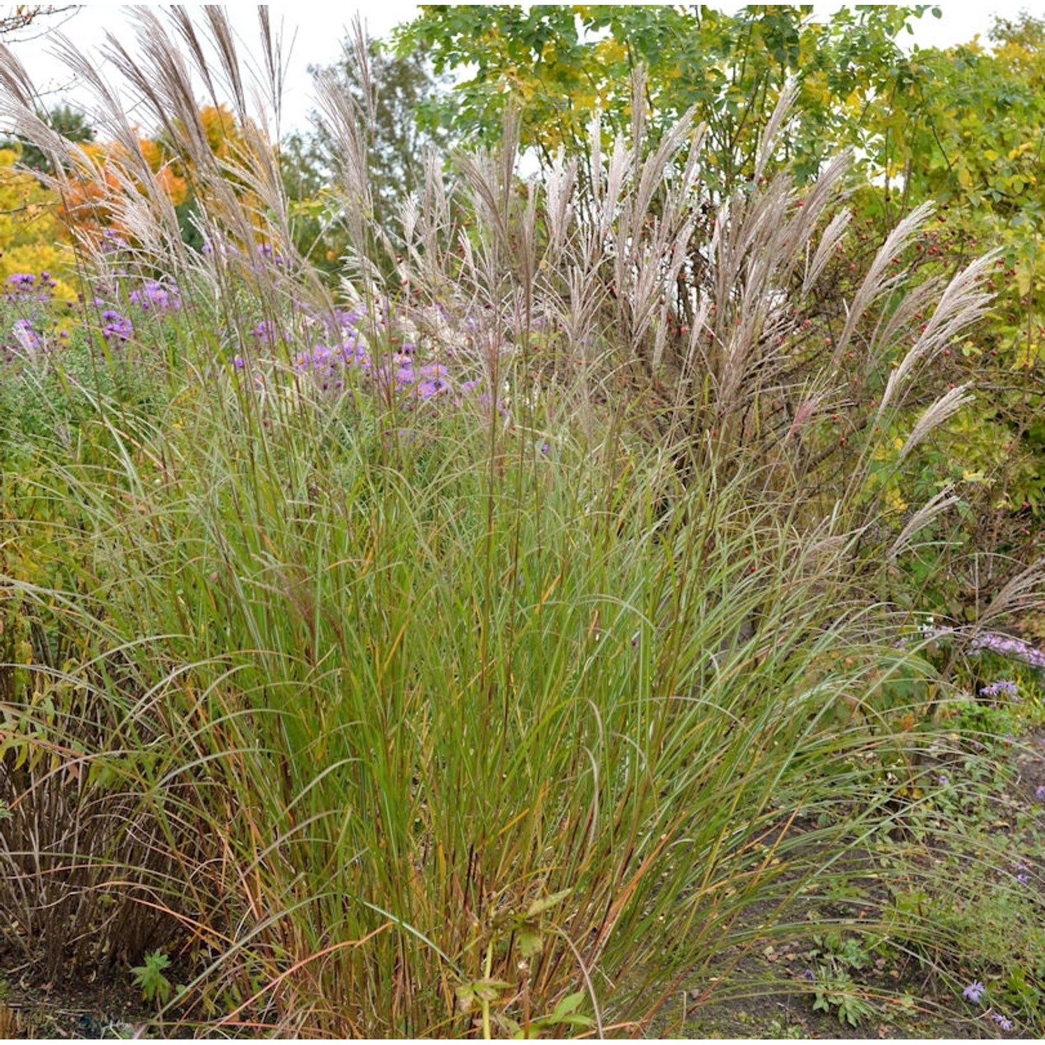 Chinaschilf Beth Chatto - Miscanthus sinensis günstig online kaufen