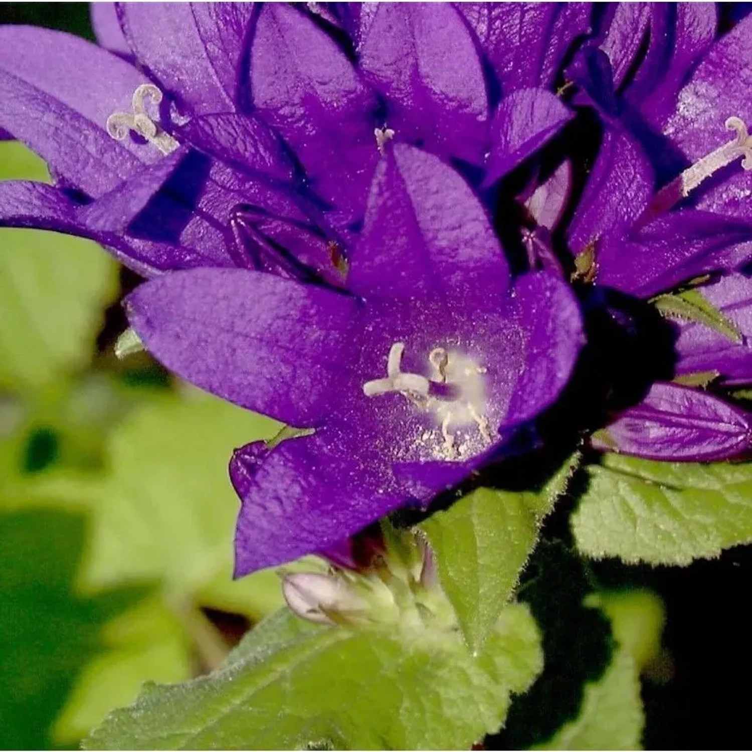 Knäulglockenblume - Campanula glomerata