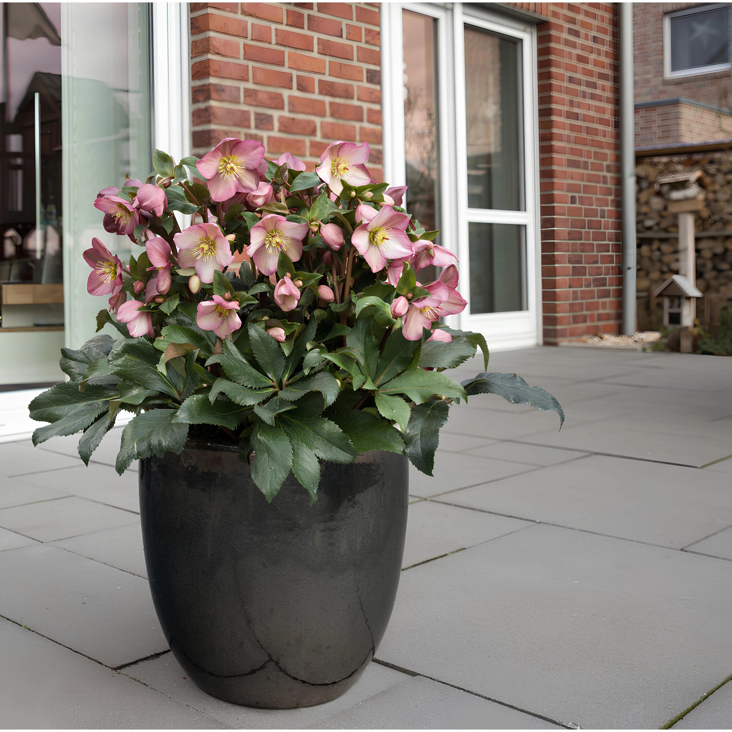 Christrose "Ice N'Roses" Rot TopfØ 15 cm Helleborus niger kaufen bei OBI