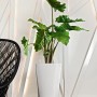Weiße Lechuza Delta Premium Pflanzsäule, 75 cm hoch, mit grüner Pflanze. Ideal für Innenräume.