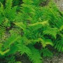 Athyrium Filix-femina Rotstiel Frauenfarn, grüne Staude mit roten Stielen, 30-40 cm hoch.