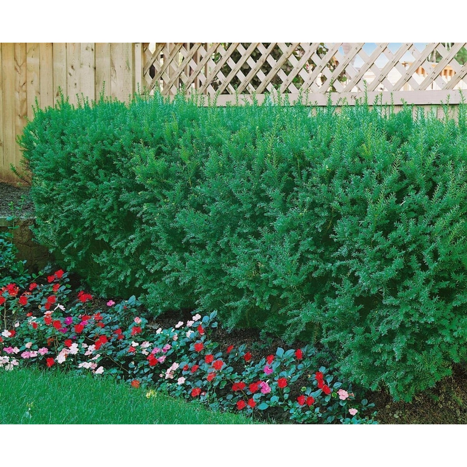 Dichte, grüne Taxus cuspidata 'Lescow' Heckenpflanze (30-40 cm) im Garten.