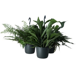 GROW by OBI Farn-Ampel Sortenauswahl Topf-Ø ca. 17 cm