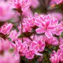 Rosa blühender Rhododendron Obtusum 'Kermesina Rose' mit grünen Blättern.