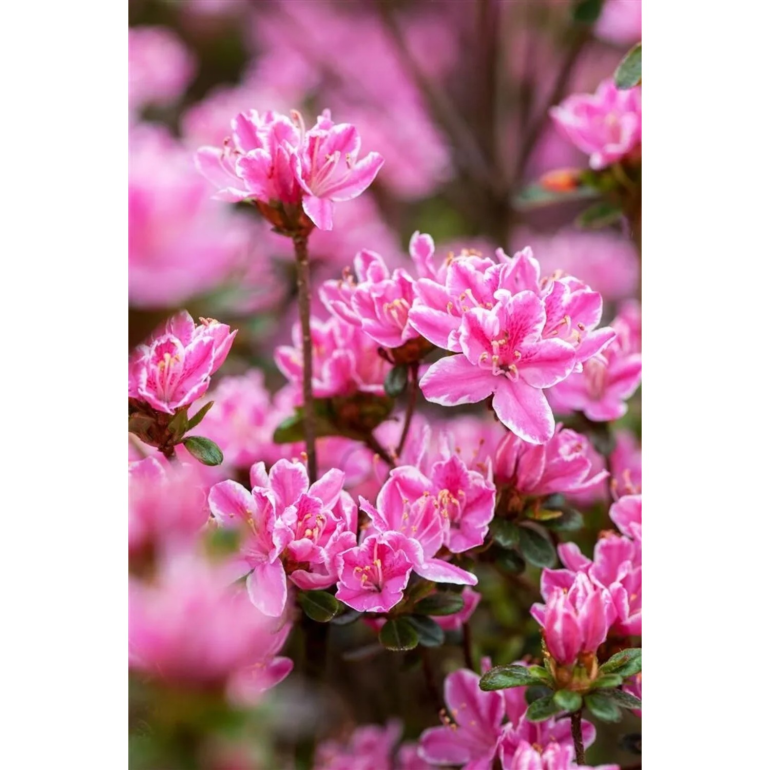 Rosa blühender Rhododendron Obtusum 'Kermesina Rose' mit grünen Blättern.