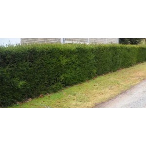 Immergrüne Baumfink Heckenfichte als blickdichter Sichtschutz im Garten.