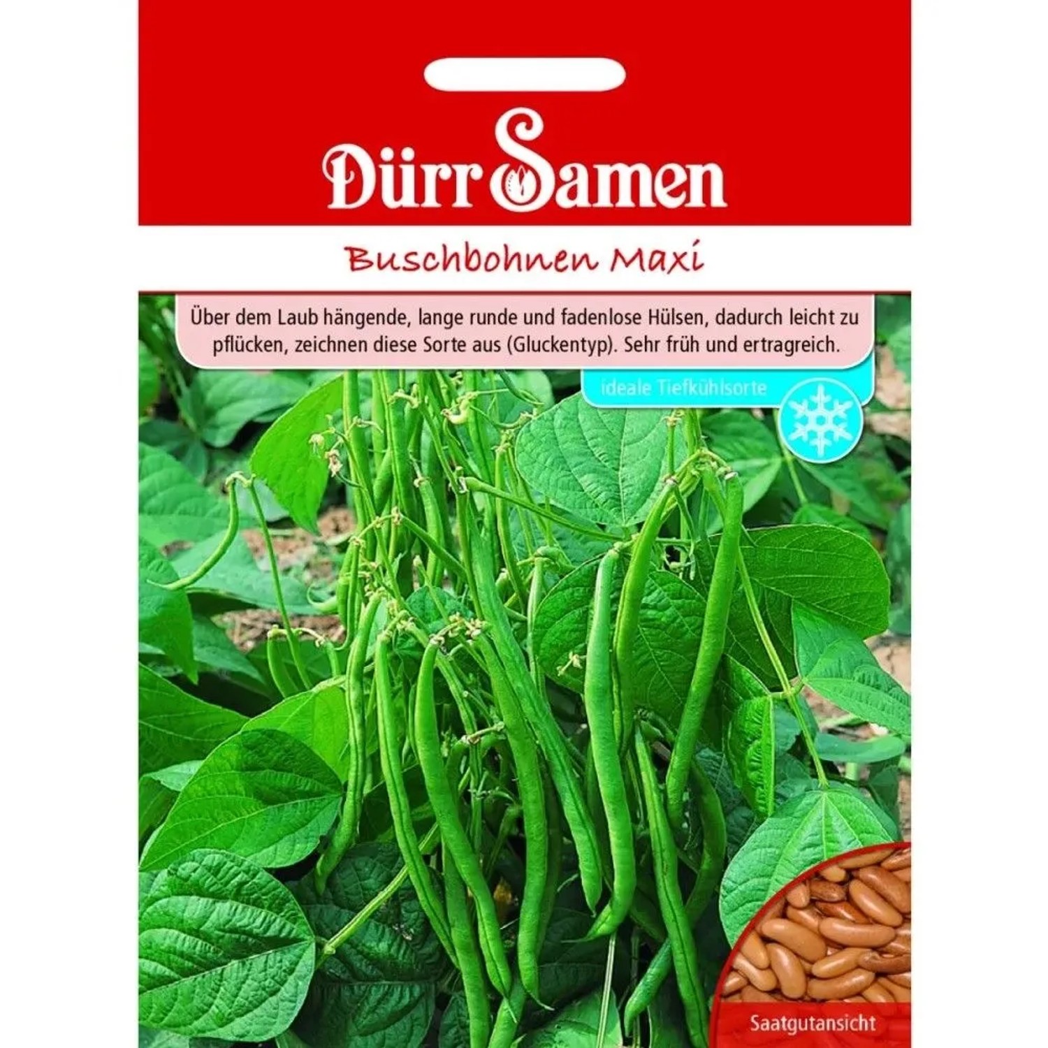Dürr Samen Buschbohnen Maxi Saatgut