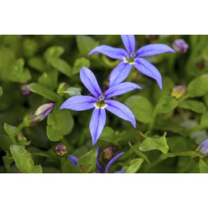 Blühendes Blaukissen (Pratia Pedunculata) im 9x9 cm Topf, ideal als Bodendecker.