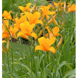 Leuchtend orange Taglilien (Hemerocallis) im Gartenbeet. Stauden mit üppiger Blüte.