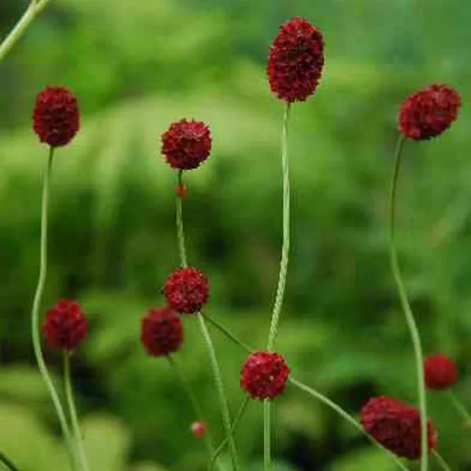 6 x Wiesenknopf 'Tanna' Sanguisorba officinalis Topf 9cm Schnittblume