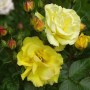Gelbe Floribundarose Goldnmarie mit Blüten und Knospen im Detail.