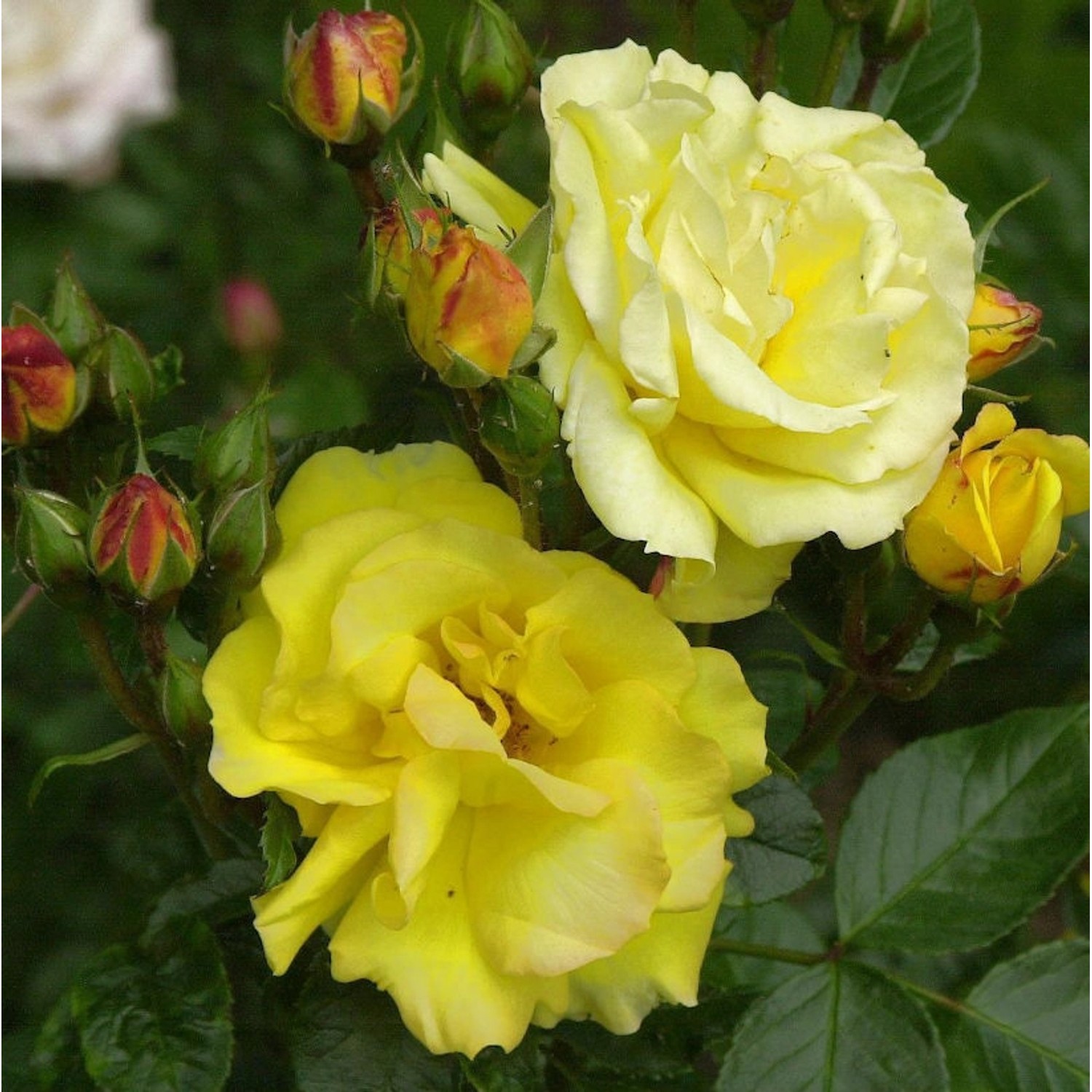 Floribundarose Goldnmarie 82 30-60cm günstig online kaufen