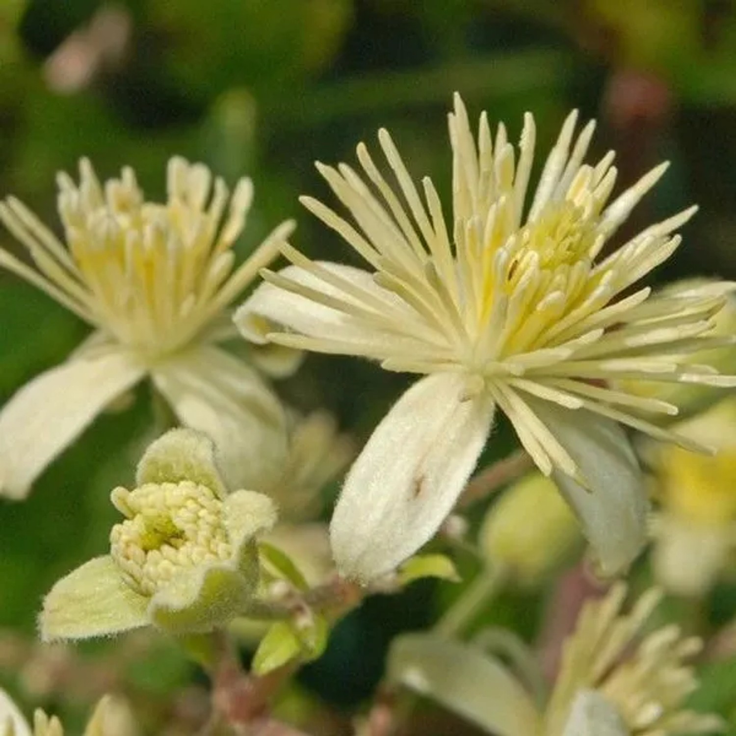 arborix Gewöhnliche Waldrebe Clematis Vitalba 50 Bis 60 Cm Im Container Cremeweiße Blüten