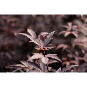Detailaufnahme: Dunkelroter Fächerahorn 'Bloodgood' von GROW by OBI mit filigranen Blättern.