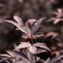 Detailaufnahme: Dunkelroter Fächerahorn 'Bloodgood' von GROW by OBI mit filigranen Blättern.