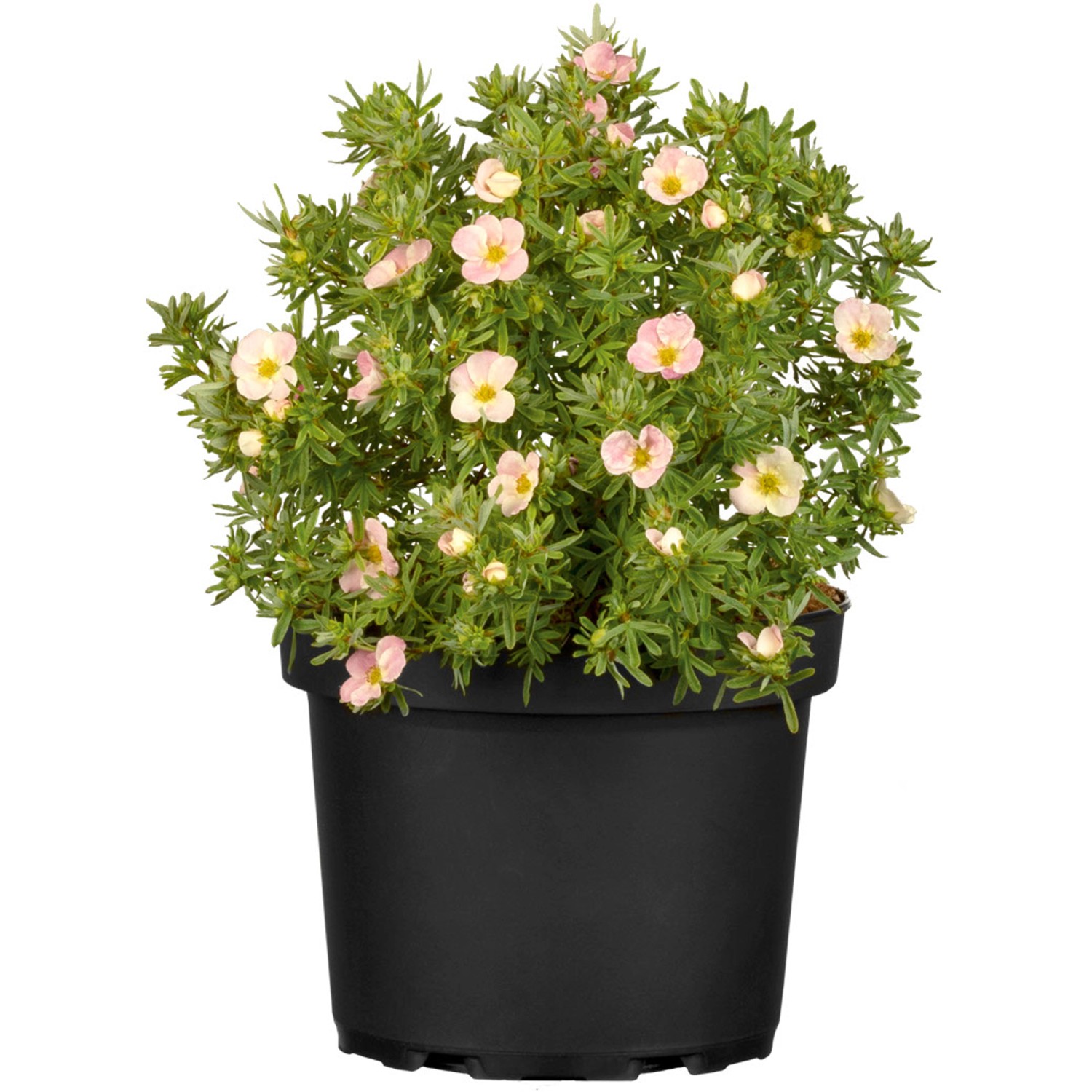 Fingerstrauch Creme im Topf, ca. 20-30 cm hoch, mit zarten, cremefarbenen Blüten.