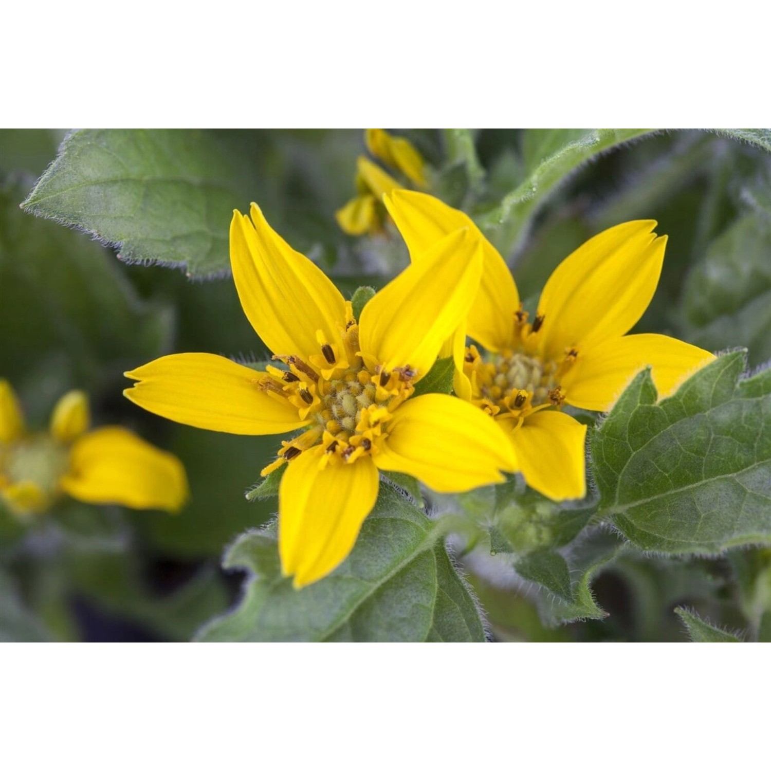 Chrysogonum Virginianum Goldstern Ca. 9x9 cm Topf günstig online kaufen