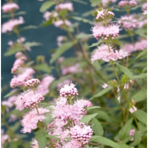 Rosa Bartblume Stephi (Caryopteris clandonensis) mit grünen Blättern.
