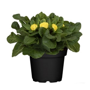 Rosenprimel Belarina Gelb im Topf: Frühlingsblüher mit gefüllten, gelben Blüten und grünen Blättern.