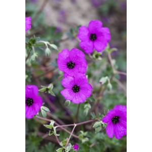 Rosa blühender Aschgrauer Storchschnabel (Geranium Cinereum Carol) im 9x9 cm Topf.