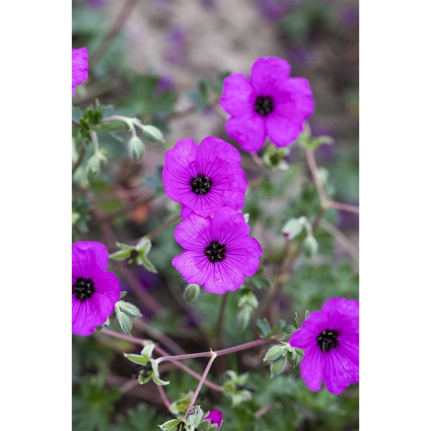 Geranium Cinereum Carol R Aschgrauer Storchschnabel Ca. 9x9 cm Topf günstig online kaufen