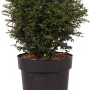 Heckenmyrte 'Green Breeze' im Topf, ca. 30cm hoch. Kompakter Strauch für Hecken und Gärten.