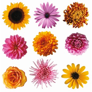 Sanders & Sanders Wandtattoo Strand-Motiv mit verschiedenen Blumen in Gelb, Rosa und Orange.