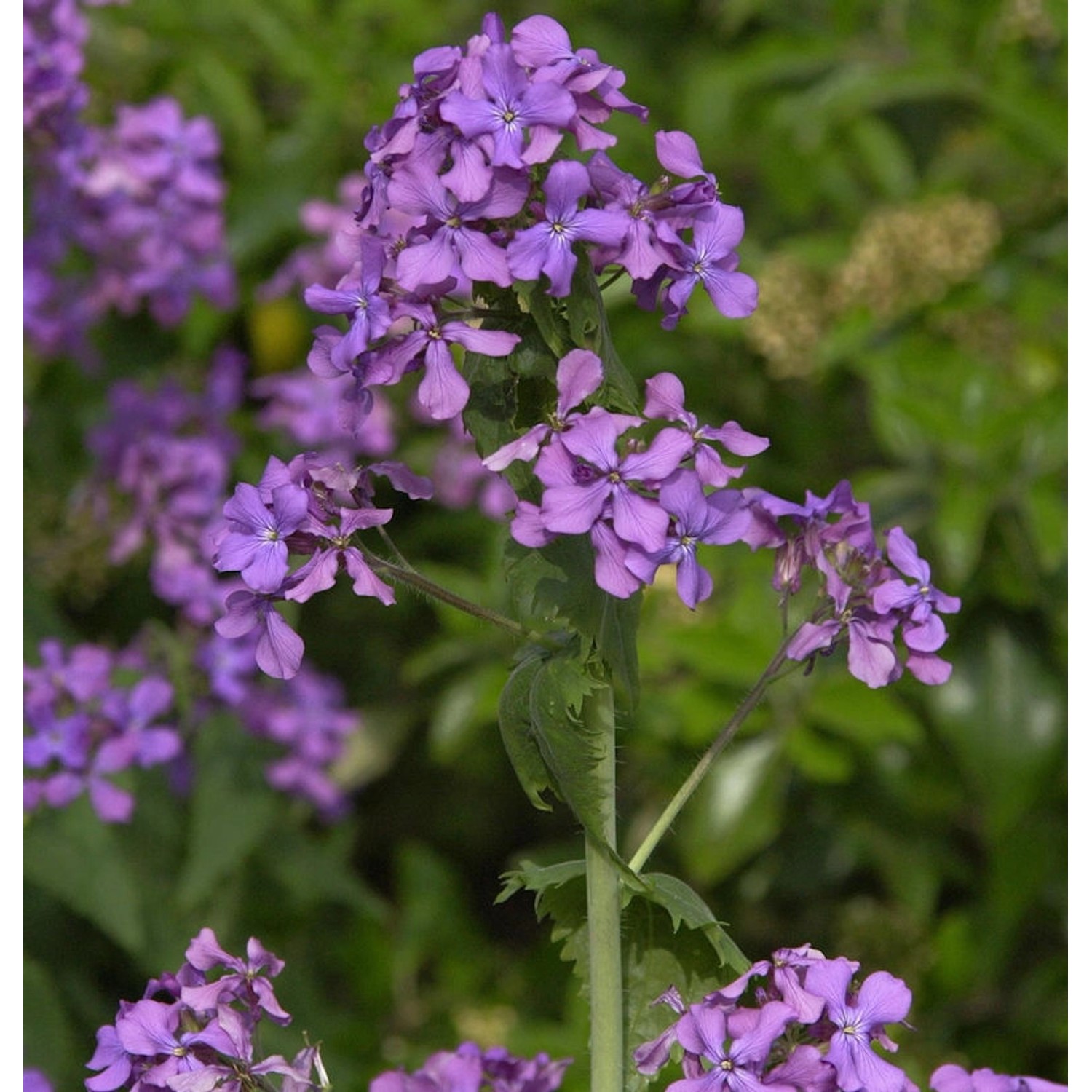 Silberling - Lunaria annua günstig online kaufen