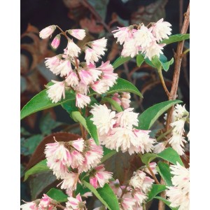 Nahaufnahme des rosa blühenden Sternchenstrauchs 'Codsall Pink', 100cm hoch.